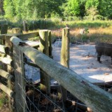 2209G 078 Schwarzwild Kellenhusen